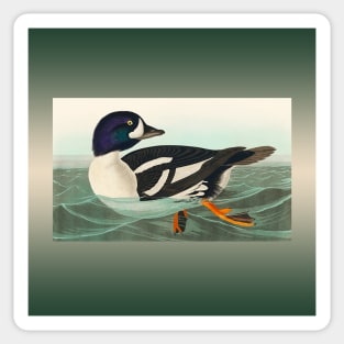 Common Goldeneye Duck Birder Antique Look Birding Water Foul Sticker